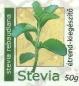 Mire jó a Stevia (Sztívia)?