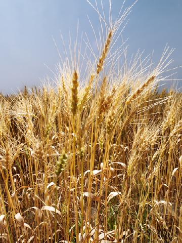 Búza – a „magok királya” (Triticum genus)