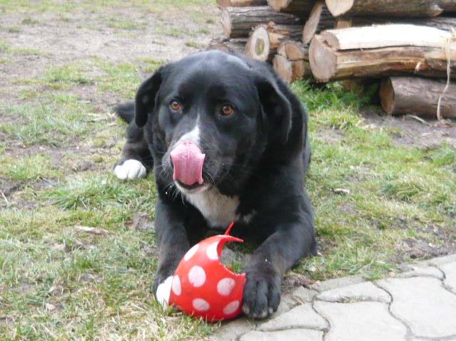 Maci, a szemem fénye