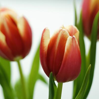 Tavaszi napfény