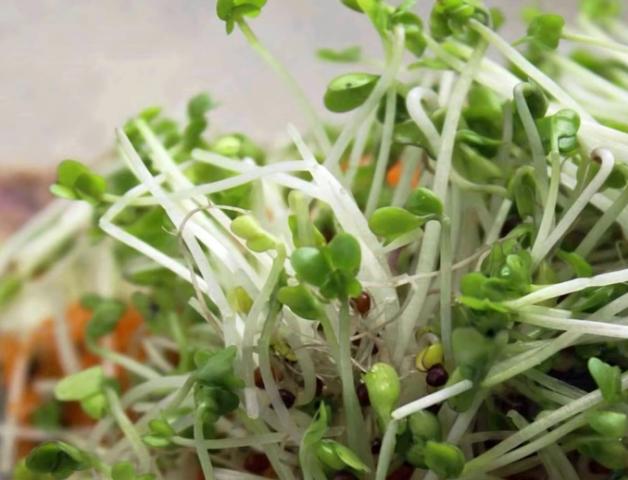 Téli vitaminpótás: a csíra