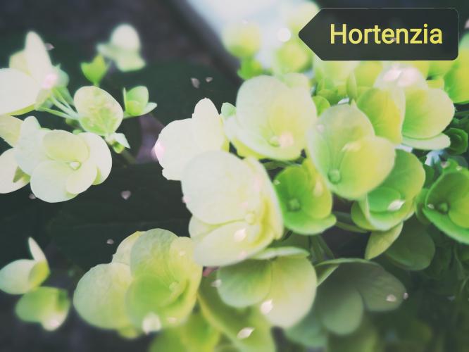 Hortenzia szárítása