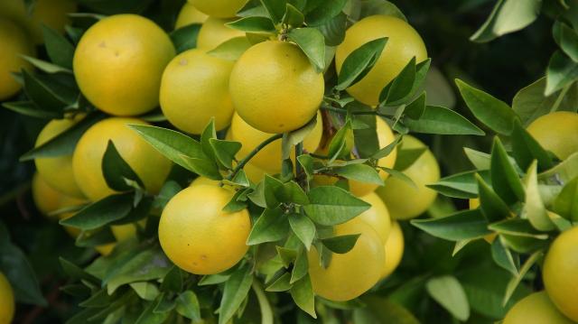 Grapefruitmag
