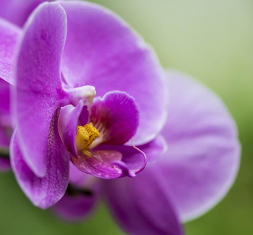 Orchidea gondozása 2. - Lepkeorchidea - Phalaenopsis