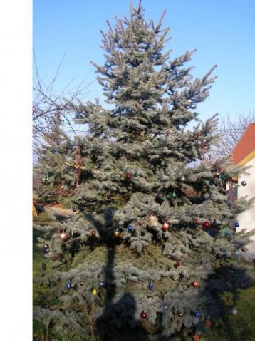 A karácsonyfa