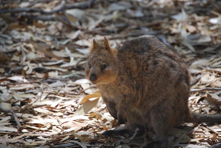 A világ legboldogabb állata a quokka