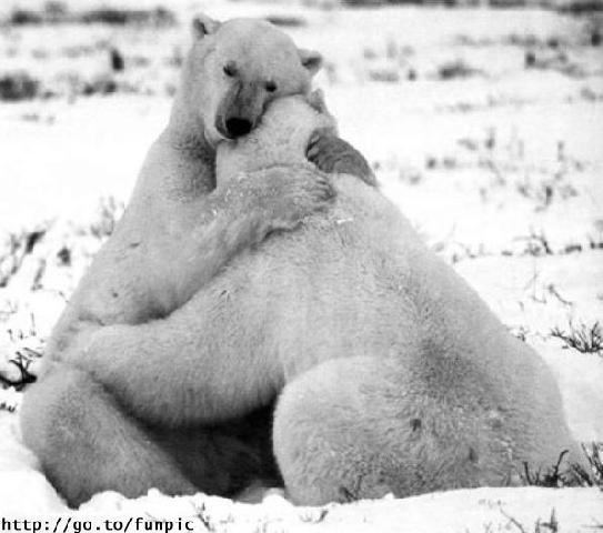 Beary képeslapja